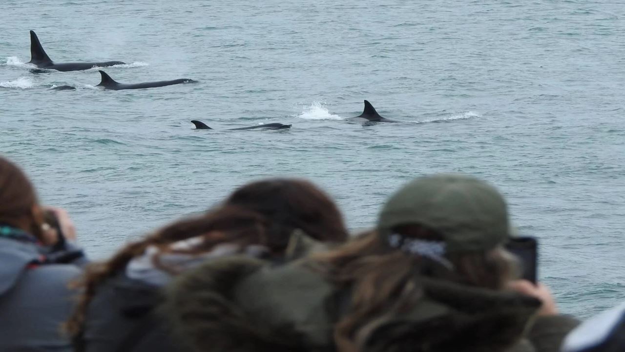 Veillée Des Orques À Puerto Madryn foto 5