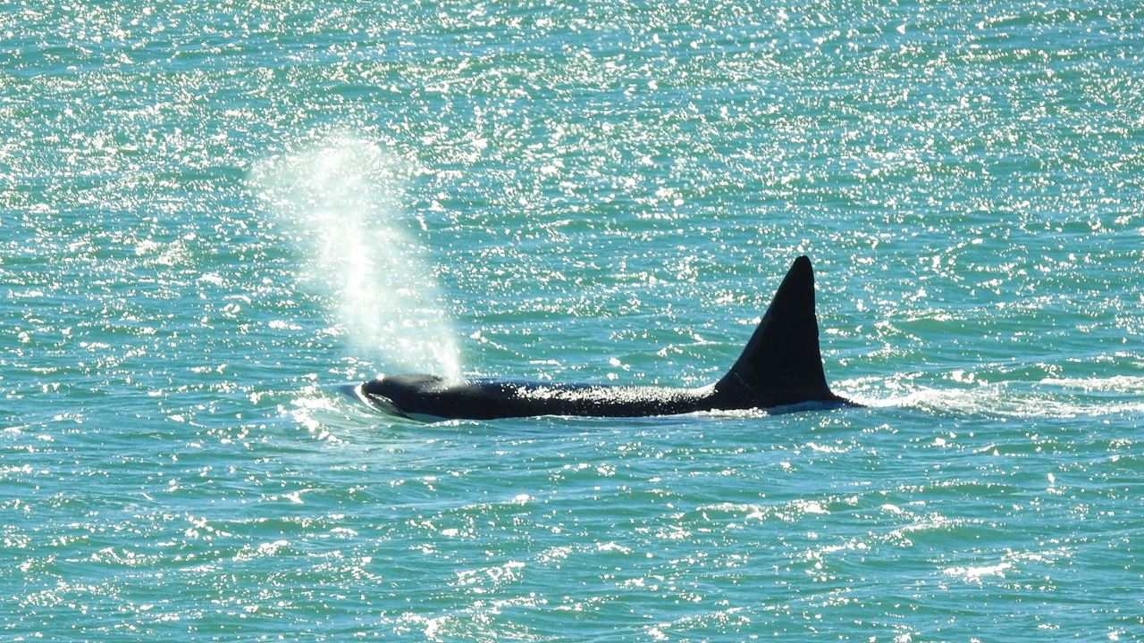 Veillée Des Orques À Puerto Madryn foto 1