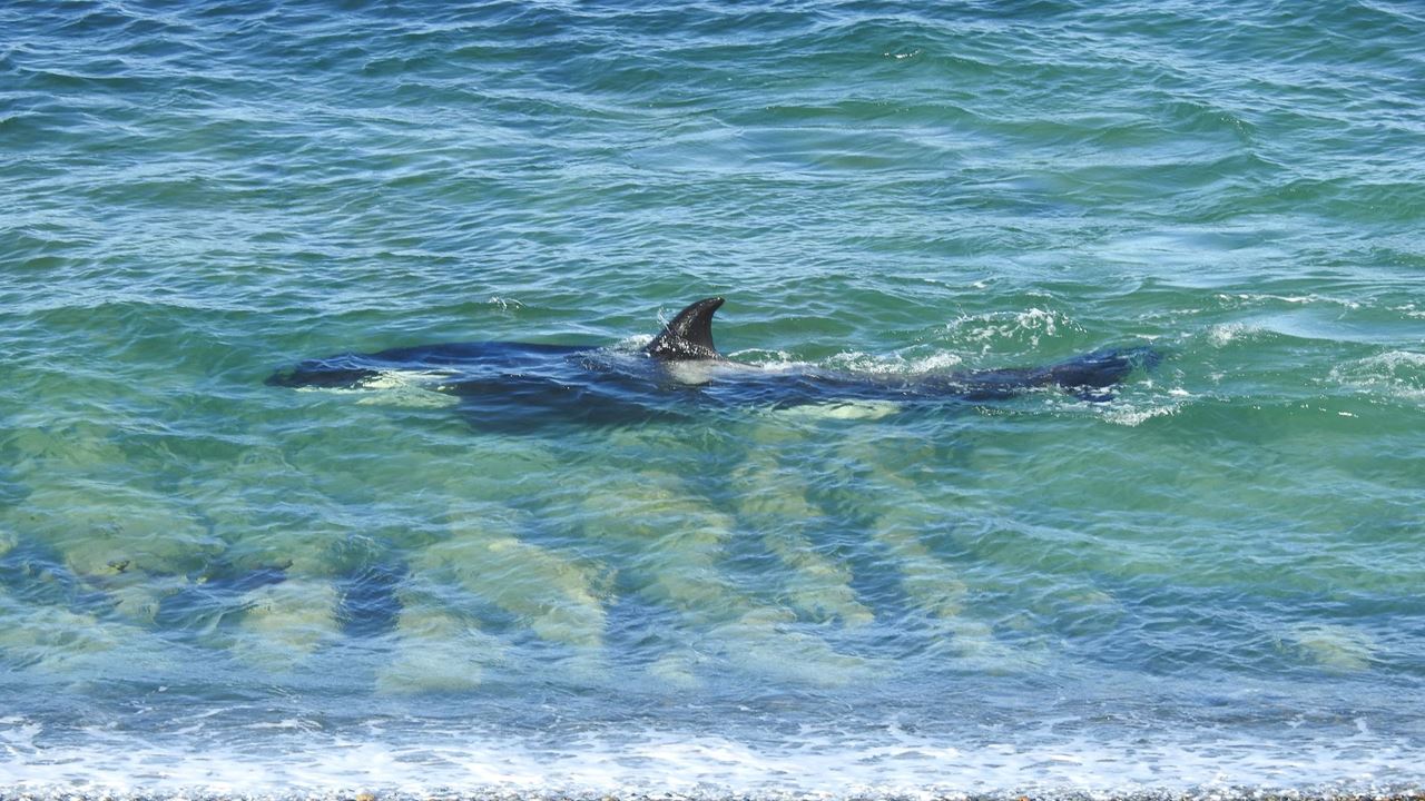 Veillée Des Orques À Puerto Madryn foto 4