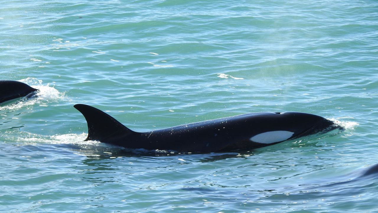 Veillée Des Orques À Puerto Madryn foto 3