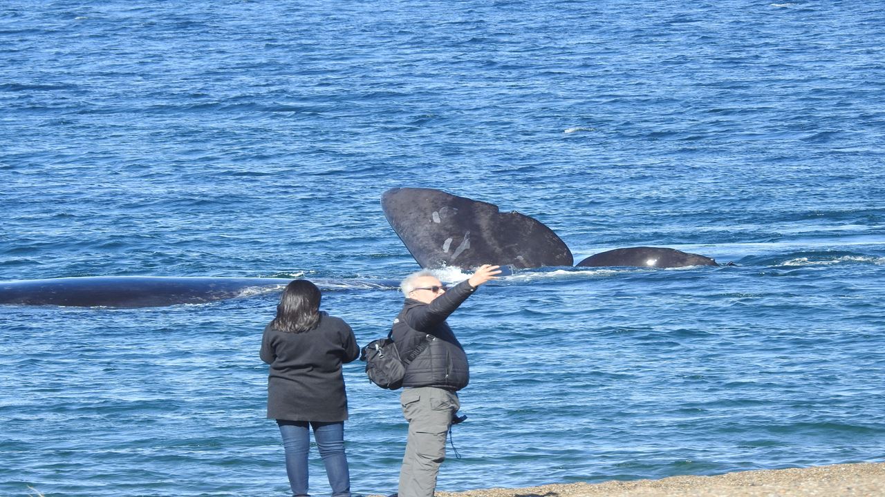 Observation Des Baleines Côtières - El Doradillo Tour foto 5
