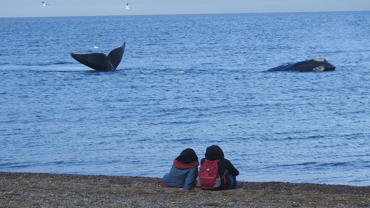 Observation Des Baleines Côtières - El Doradillo Tour foto 3