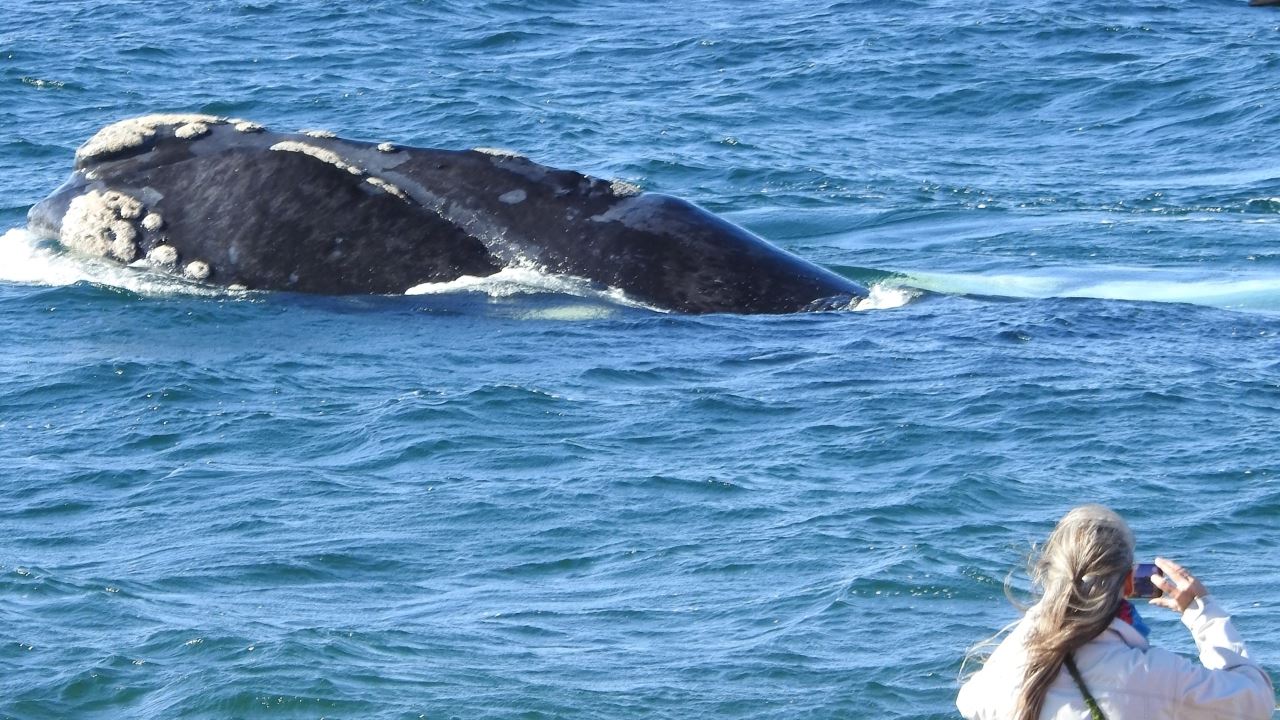 Observation Des Baleines Côtières - El Doradillo Tour foto 8