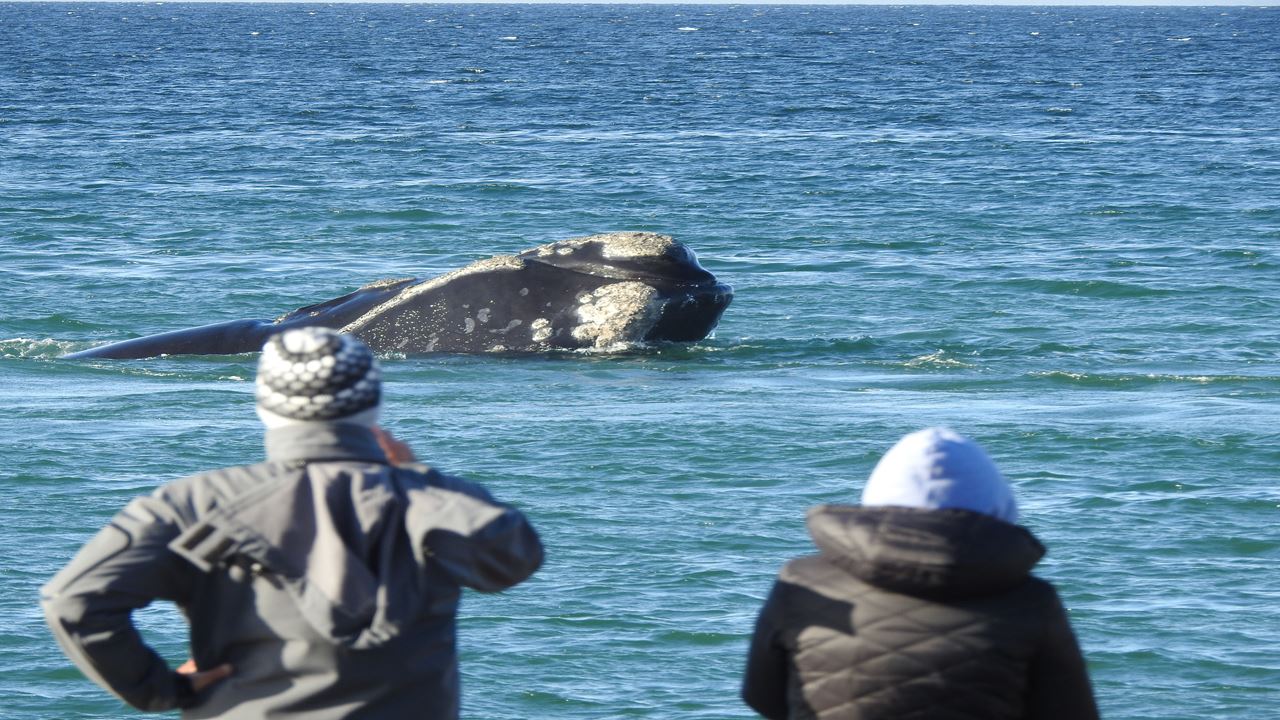 Observation Des Baleines Côtières - El Doradillo Tour foto 2