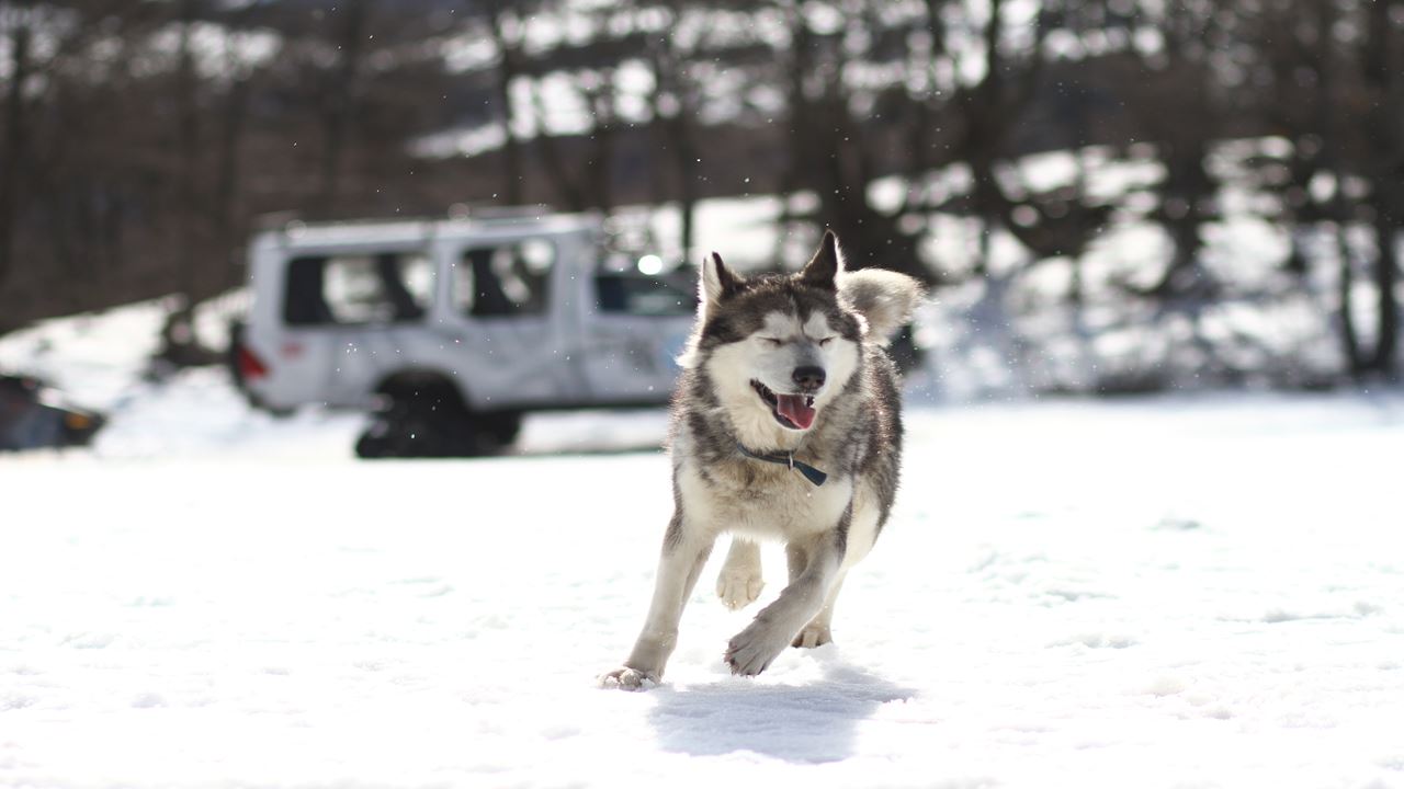 Aventure Blanche Avec Les Huskies foto 5