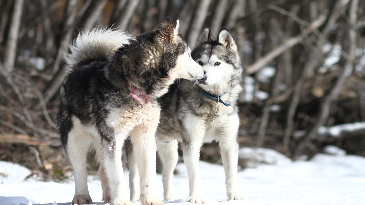Aventure Blanche Avec Les Huskies foto 3