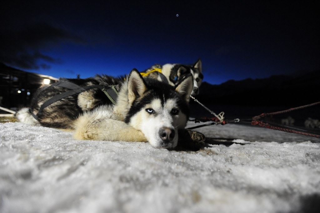 Aventure Blanche Avec Les Huskies foto 7