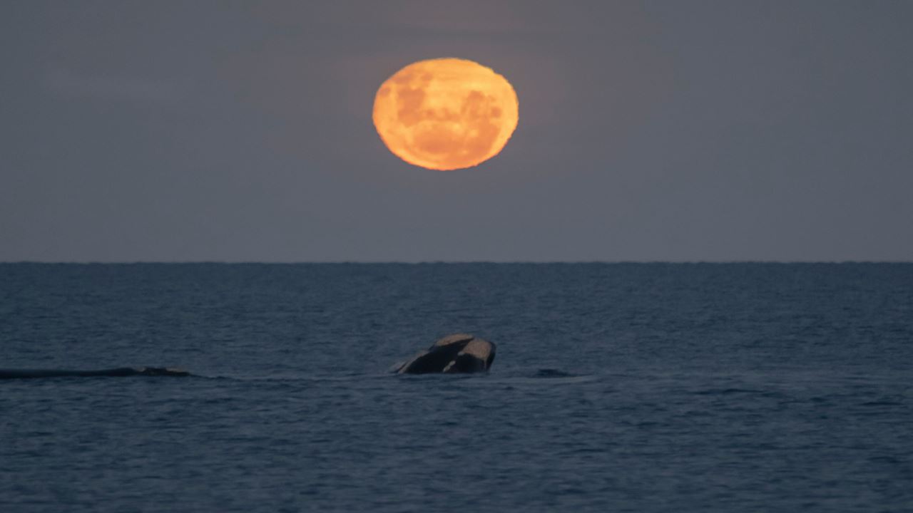 Full Moon And Whales In Puerto Madryn foto 1