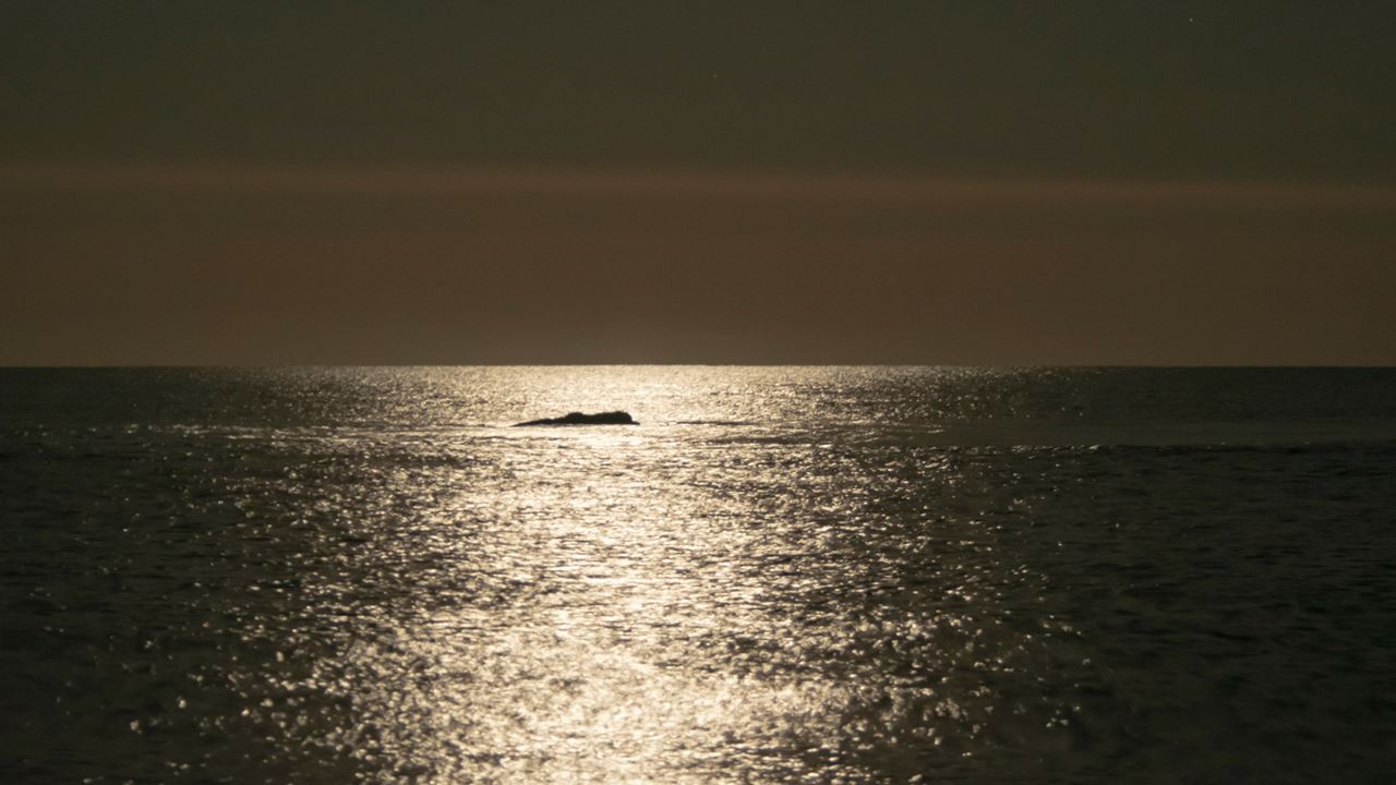 Full Moon And Whales In Puerto Madryn foto 4
