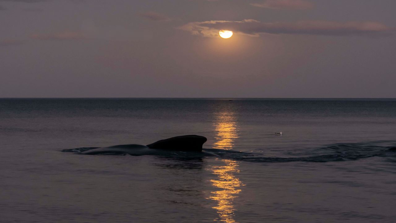 Full Moon And Whales In Puerto Madryn foto 3