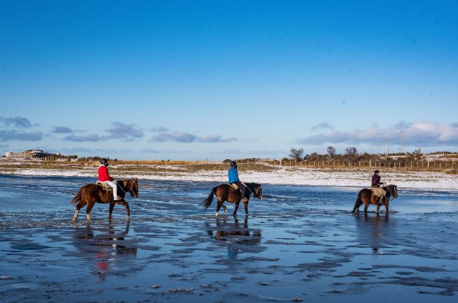 Observação De Golfinhos E Passeios A Cavalo foto 7