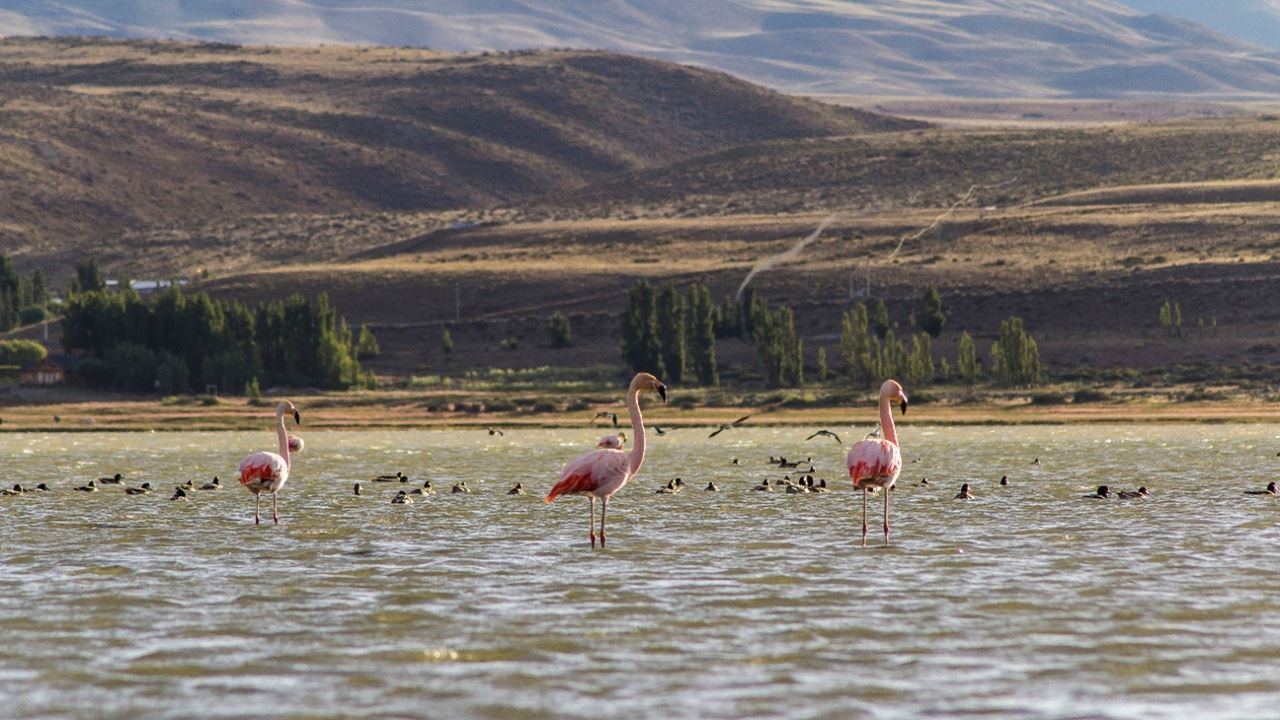 Kayaking In El Calafate foto 4