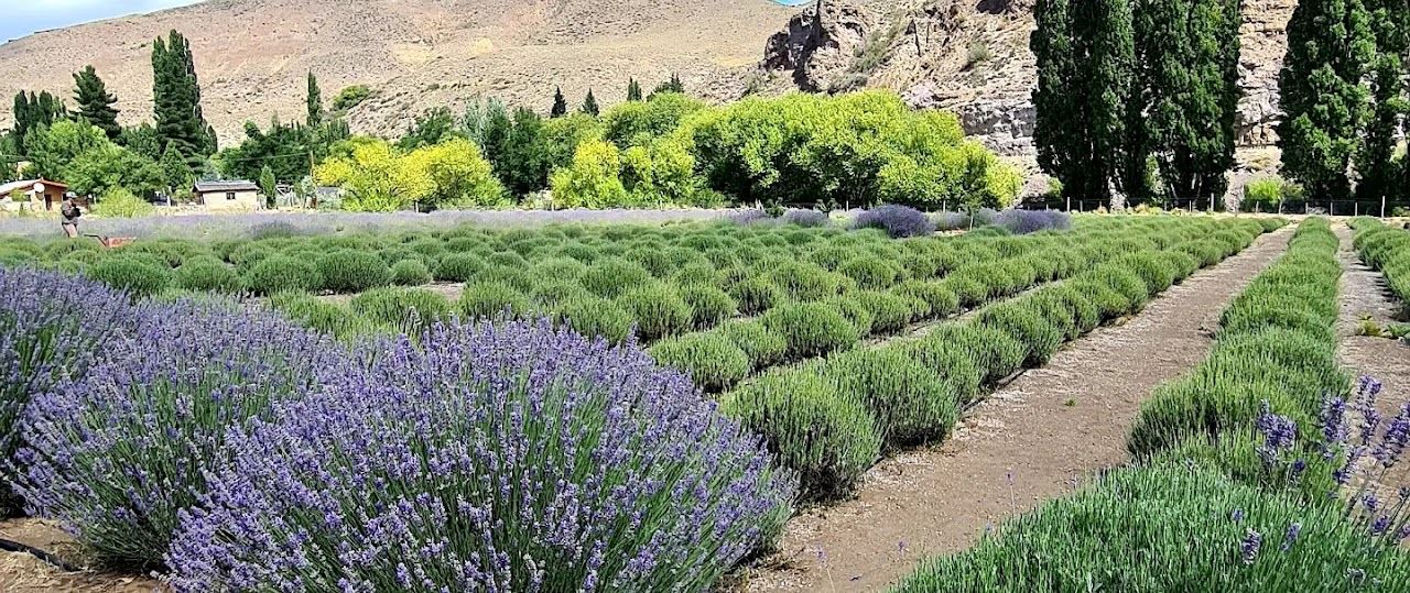 Campos De Lavanda Com Snack foto 1