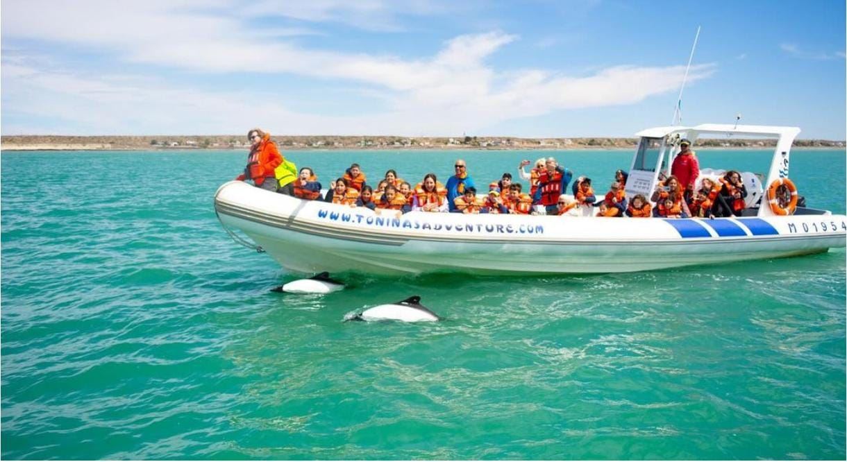 Dauphins Et Dinosaures foto 4