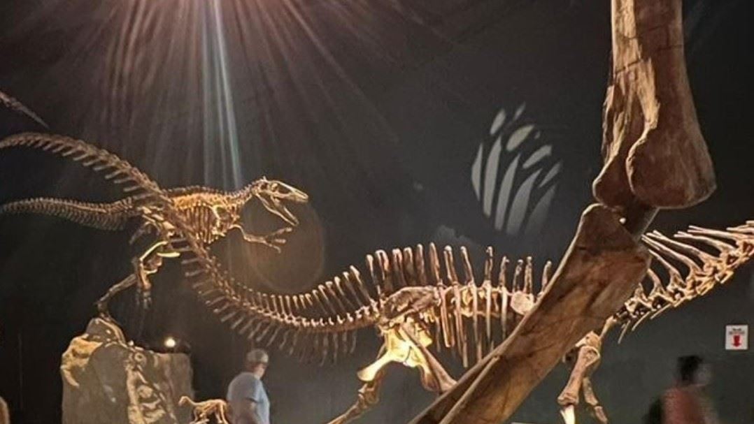 Dauphins Et Dinosaures foto 7