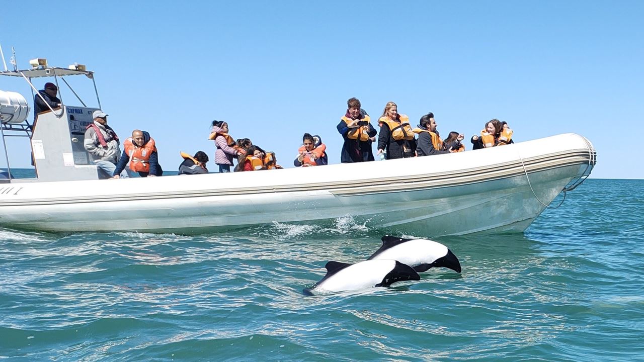 Dauphins Et Dinosaures foto 1