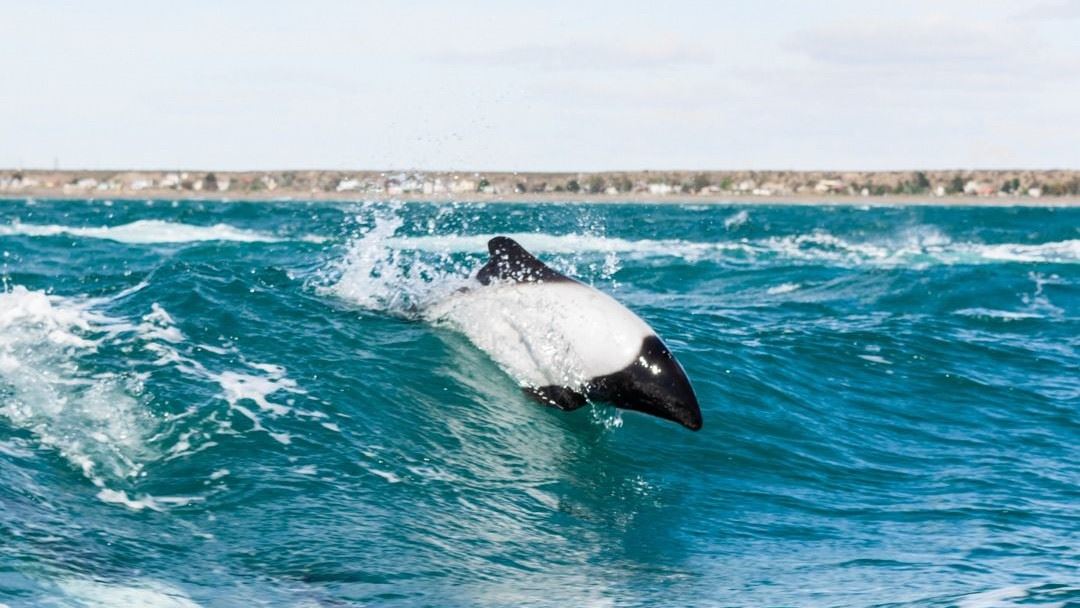 Dauphins Et Dinosaures foto 5