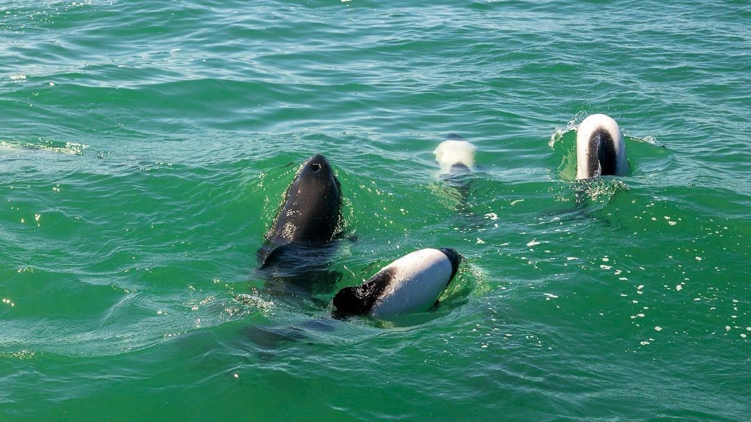 Dauphins Et Dinosaures foto 2