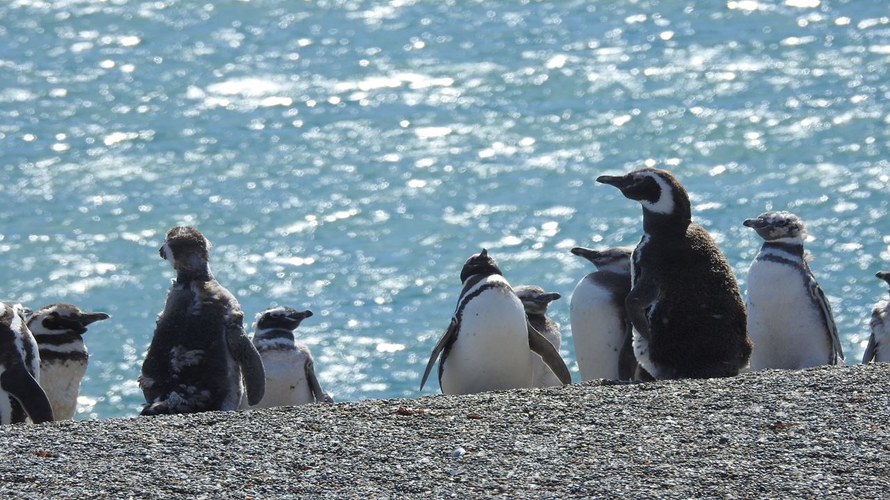Vignobles Et Pingouins foto 1