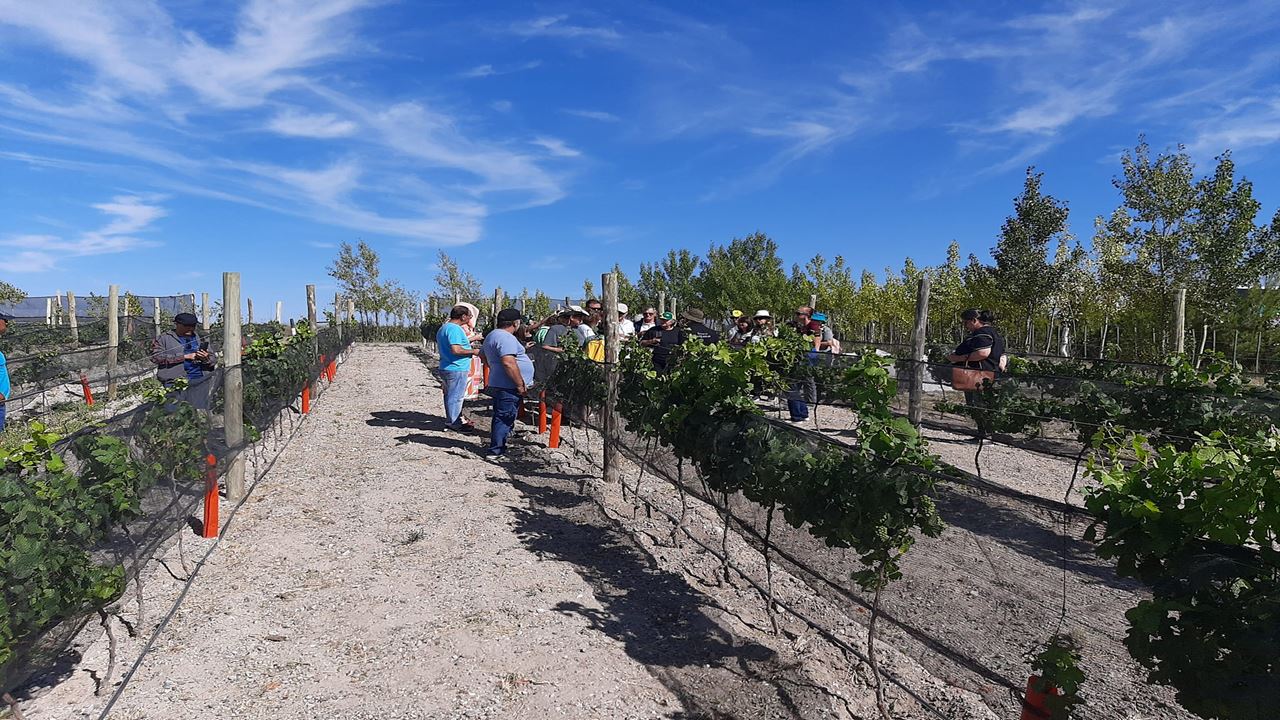 Vignobles Et Pingouins foto 4