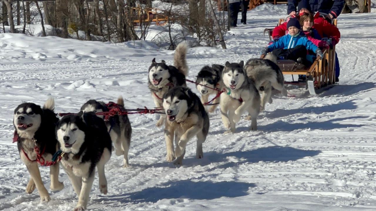 Wintererlebnis Mit Huskys, Schneeschuhen Und Schneemobilen foto 1