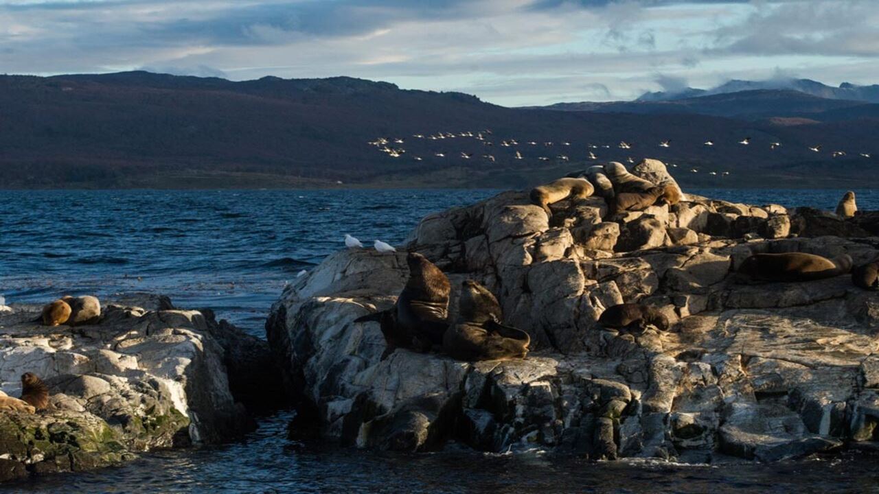Angebot: Flughafentransfers, Nationalpark Und Segeln Zur Insel Der Wölfe Und Vögel foto 10