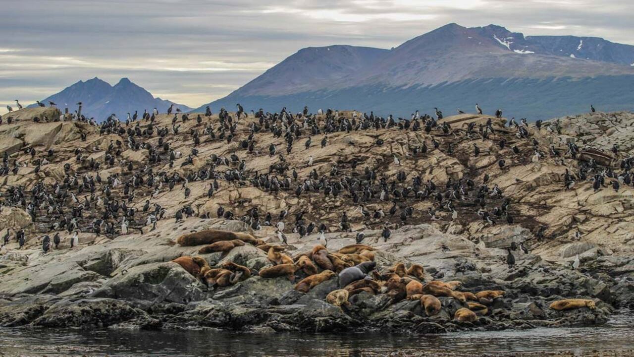 Angebot: Flughafentransfers, Nationalpark Und Segeln Zur Insel Der Wölfe Und Vögel foto 5