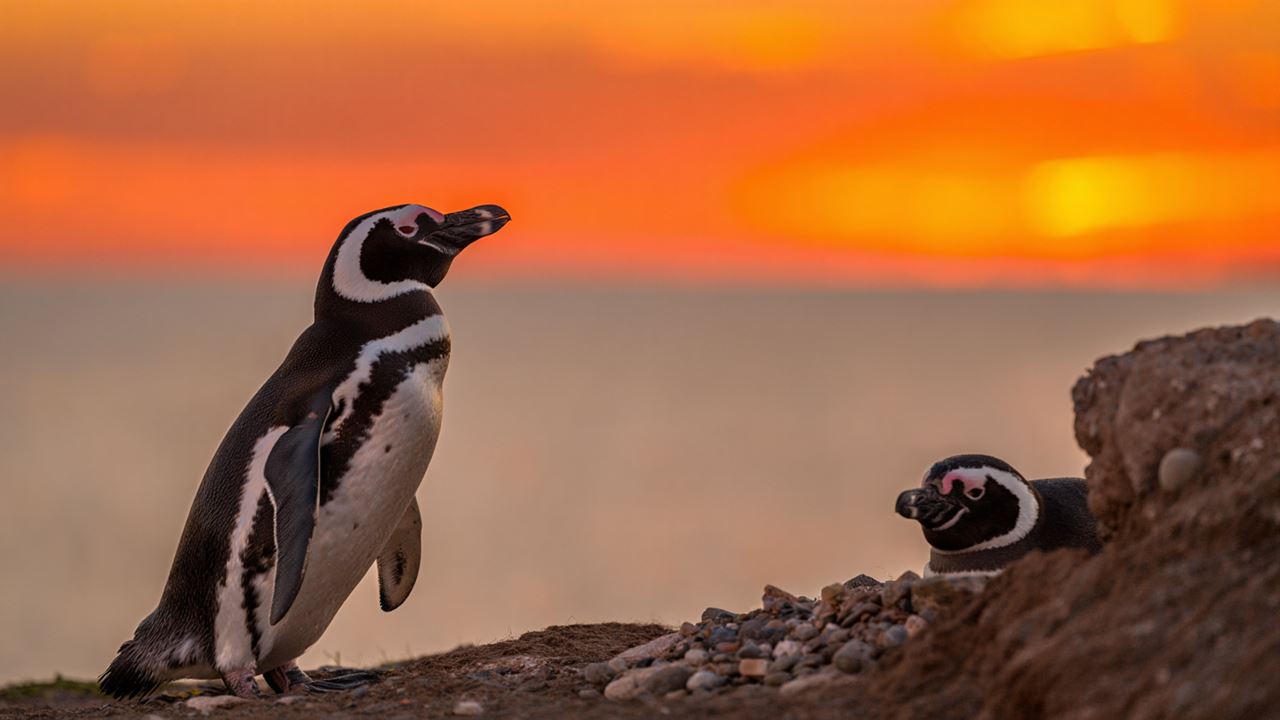 Sunset With Penguins foto 1