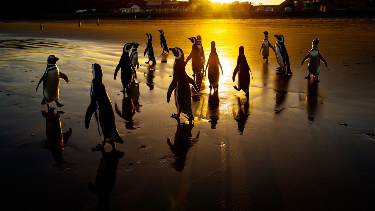 Sunset With Penguins foto 3