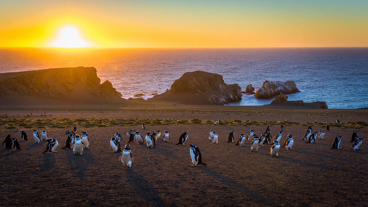 Sunset With Penguins foto 2