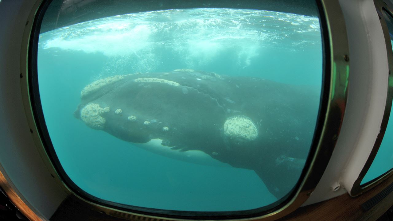 Observation Sous-marine Des Baleines foto 1