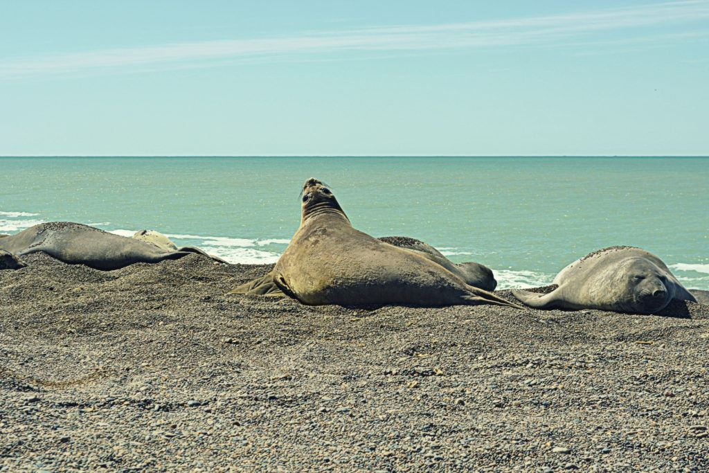Feldtag Und Besuch Der Pinguinkolonie foto 5