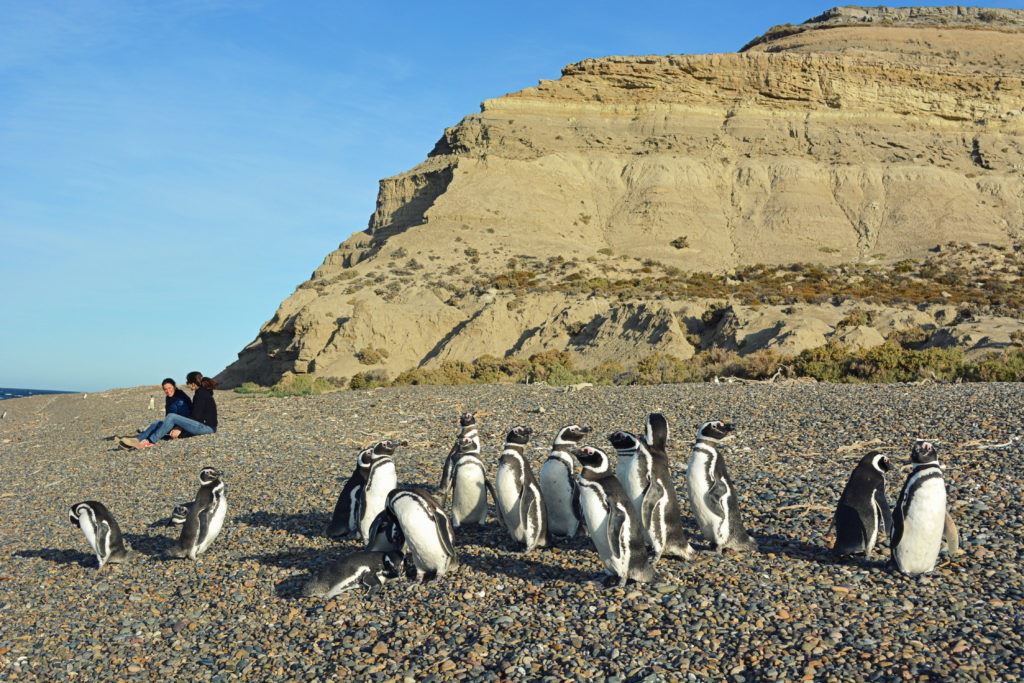 Feldtag Und Besuch Der Pinguinkolonie foto 6