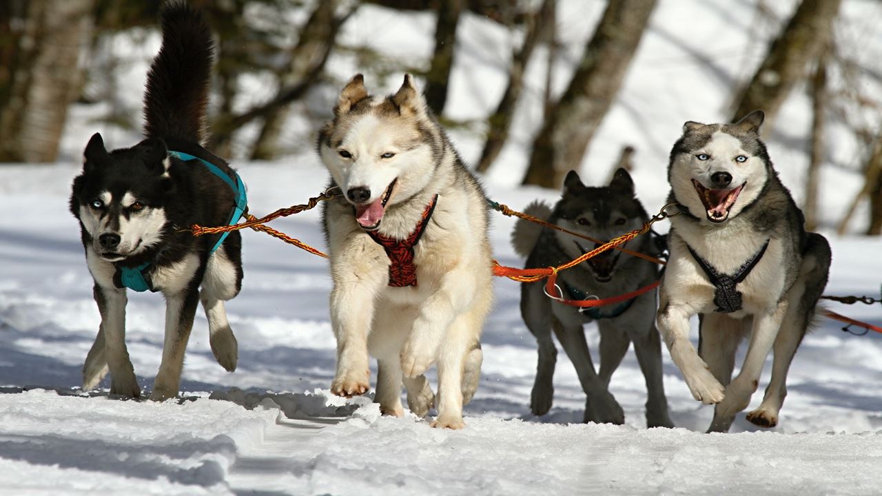 Experiência Husky foto 1