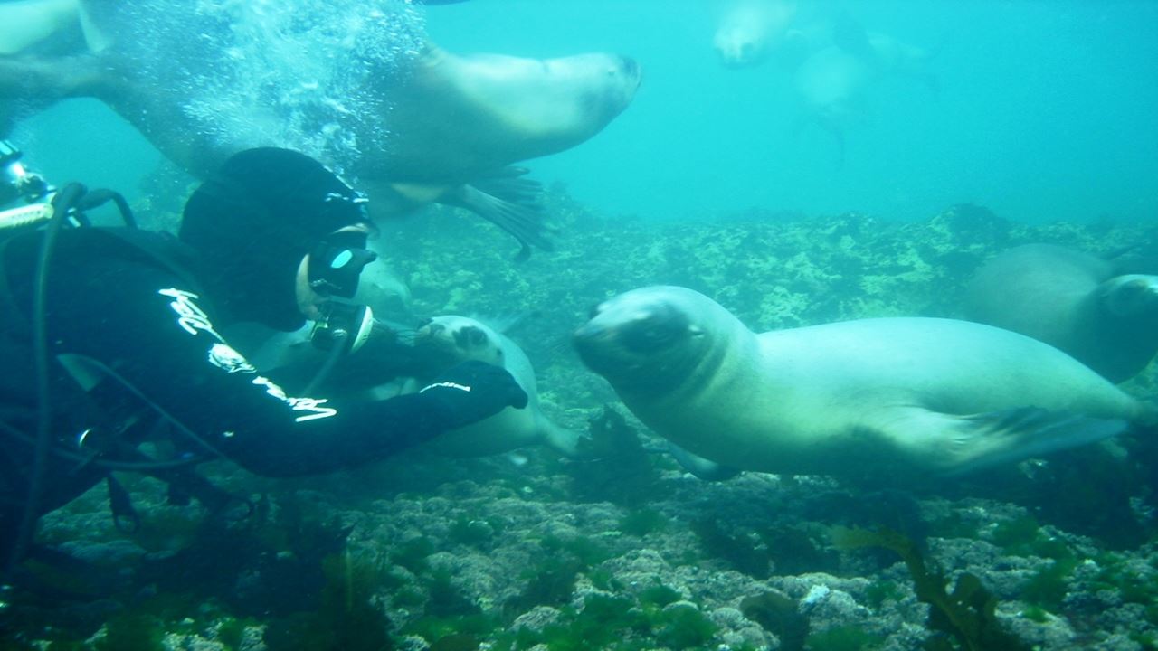 Tauchen Mit Marine Wolves foto 2