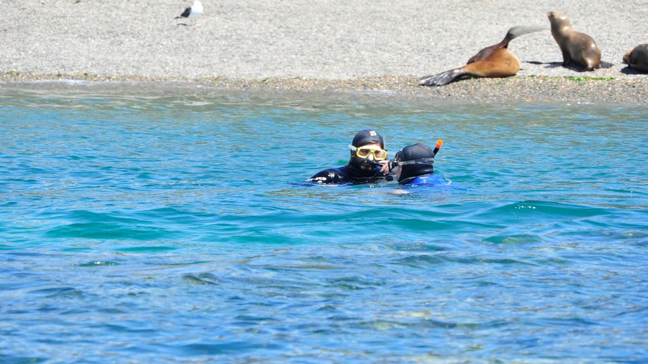Snorkeling Avec Les Loups Phoques foto 6