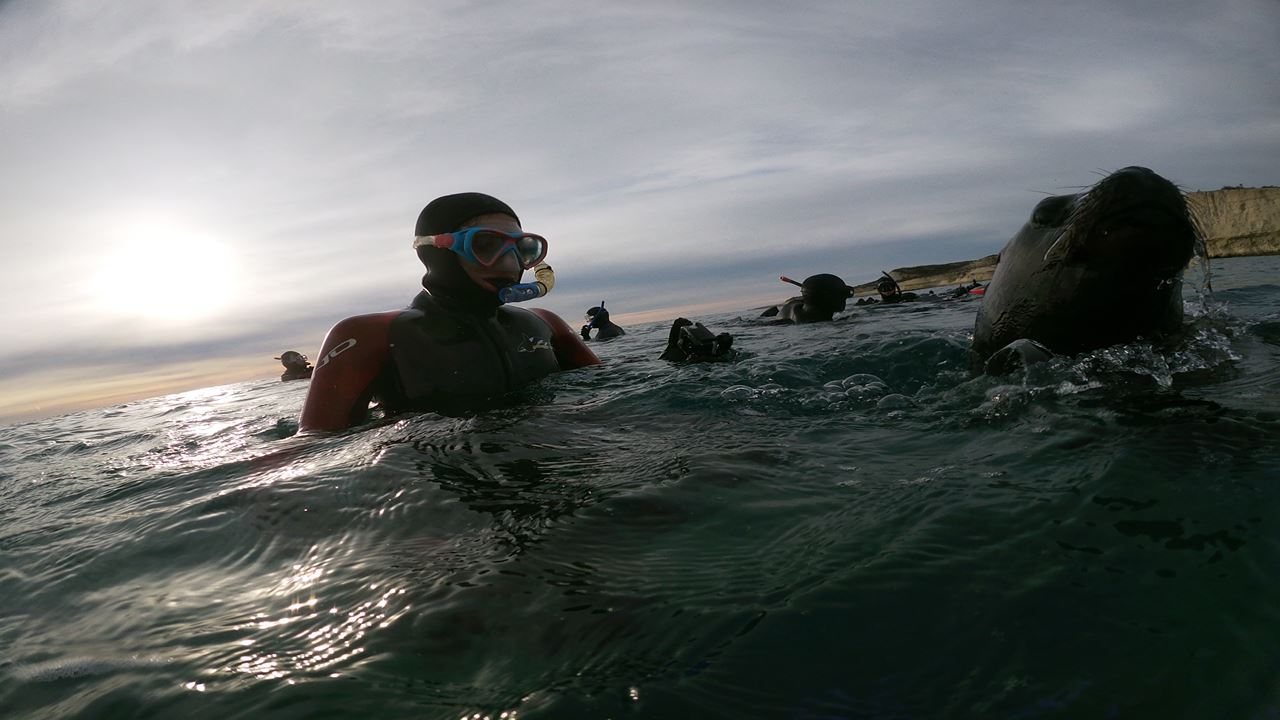Snorkeling Avec Les Loups Phoques foto 9