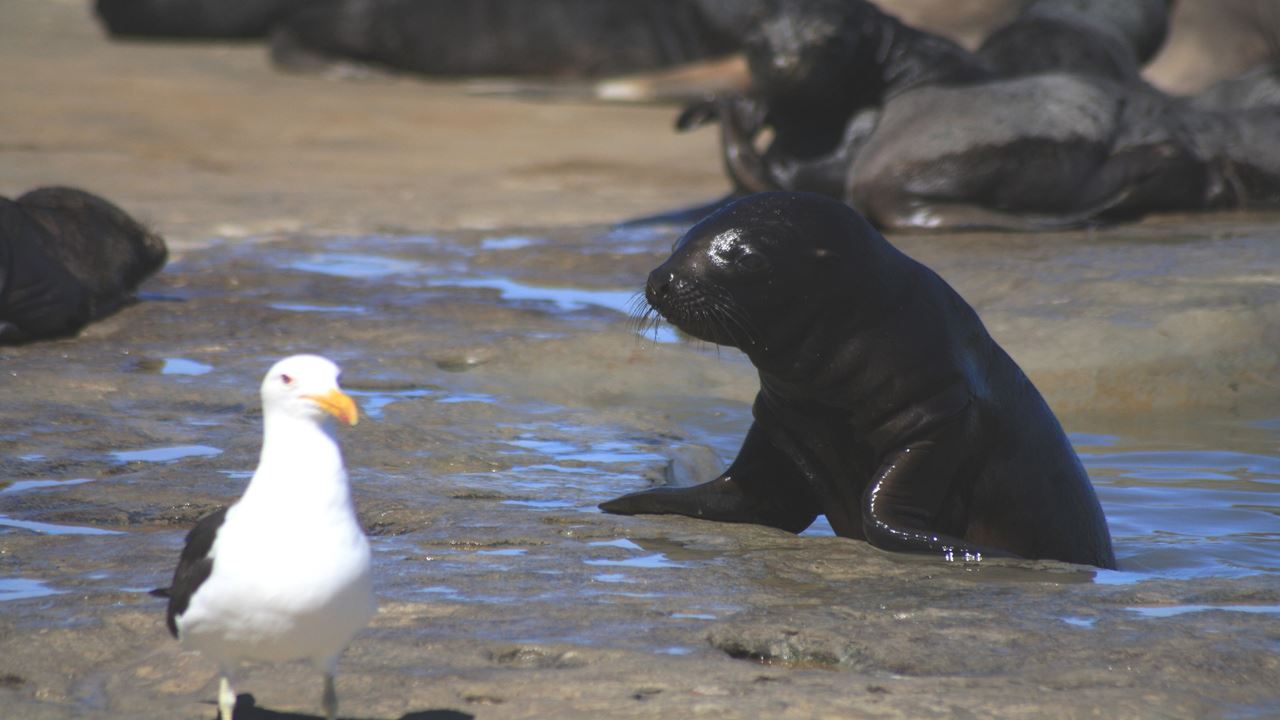 Snorkeling Avec Les Loups Phoques foto 7
