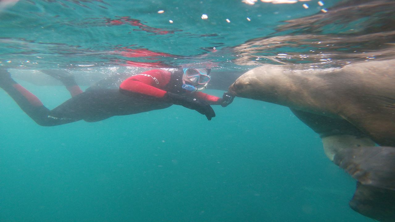 Snorkeling Avec Les Loups Phoques foto 8
