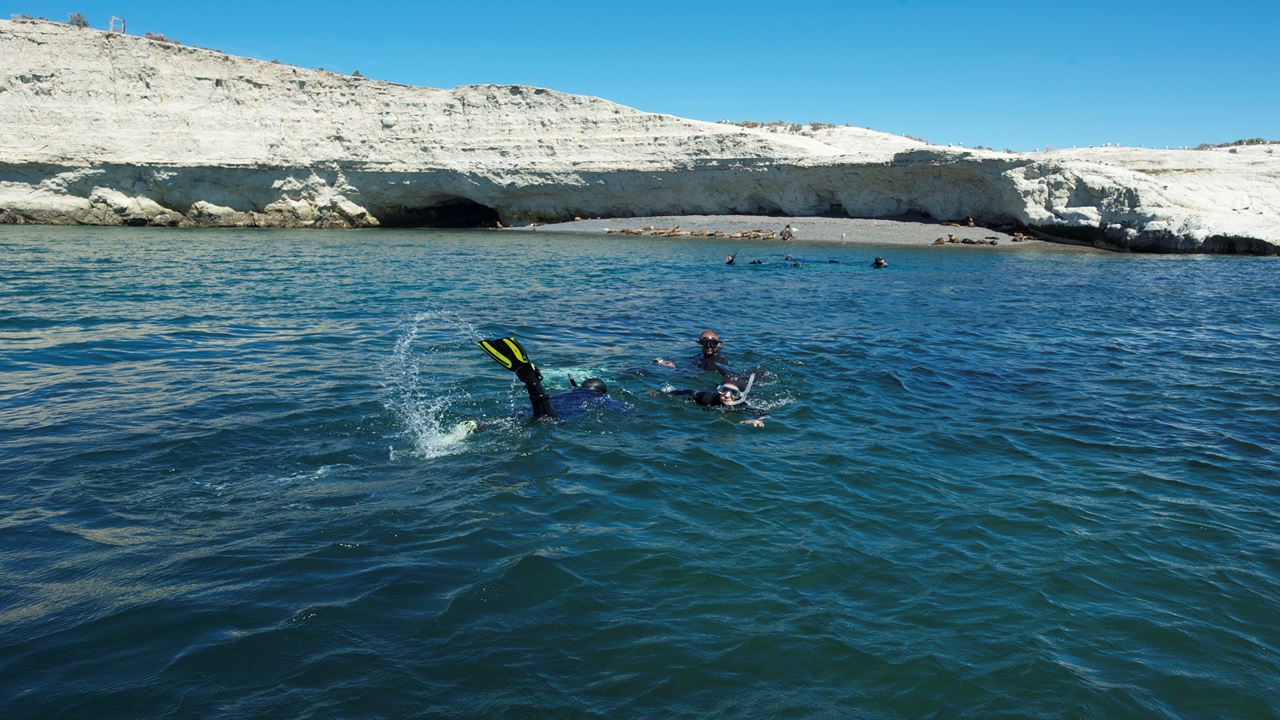 Snorkeling Avec Les Loups Phoques foto 3