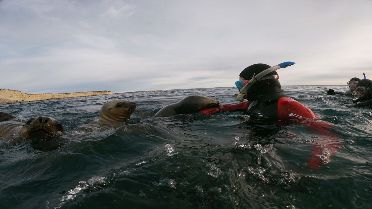 Snorkeling Avec Les Loups Phoques foto 2