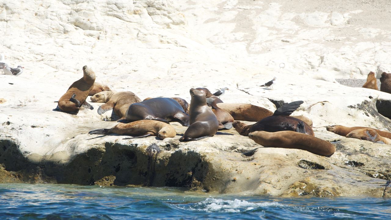 Snorkeling Avec Les Loups Phoques foto 4