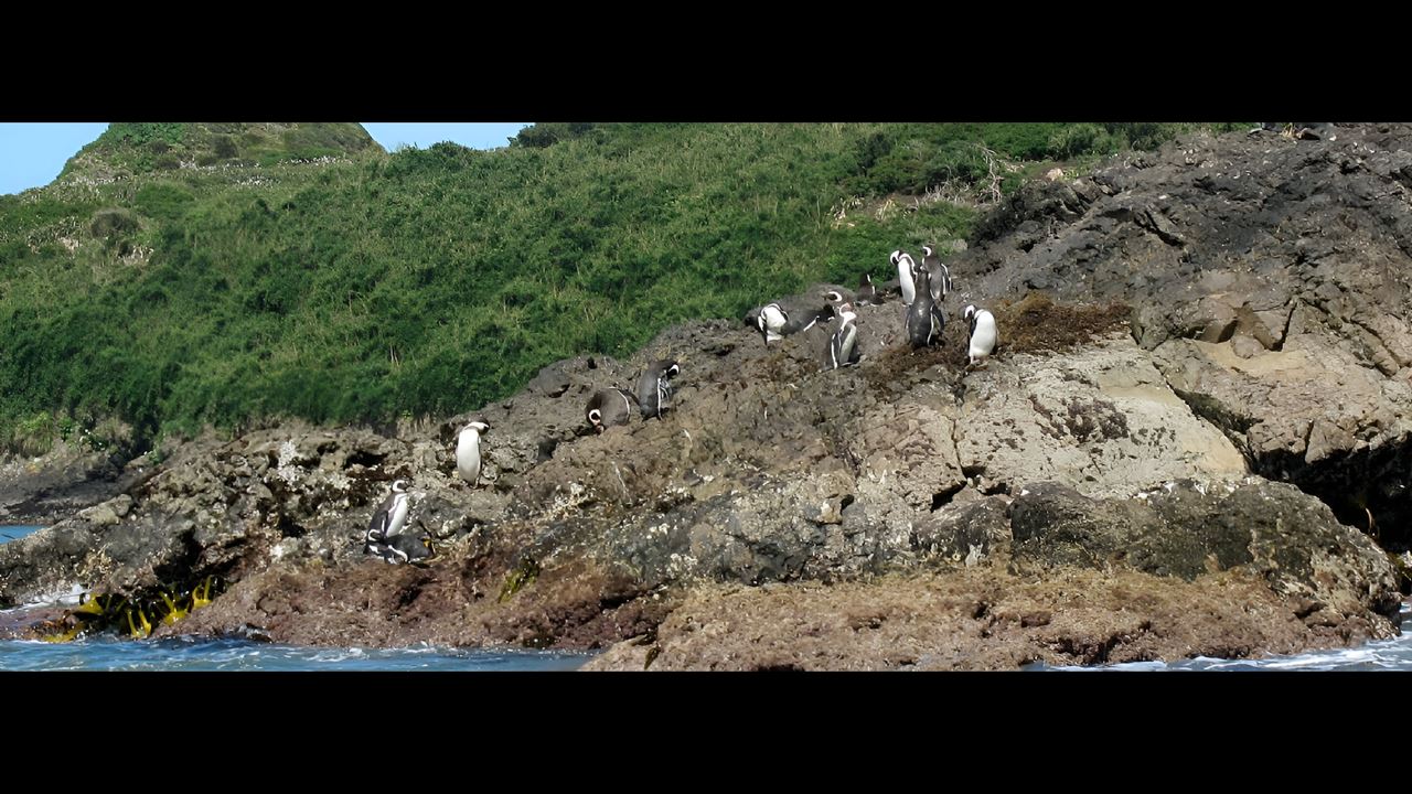 Descubre Ancud Y Las Pingüineras De Puñihuil foto 12