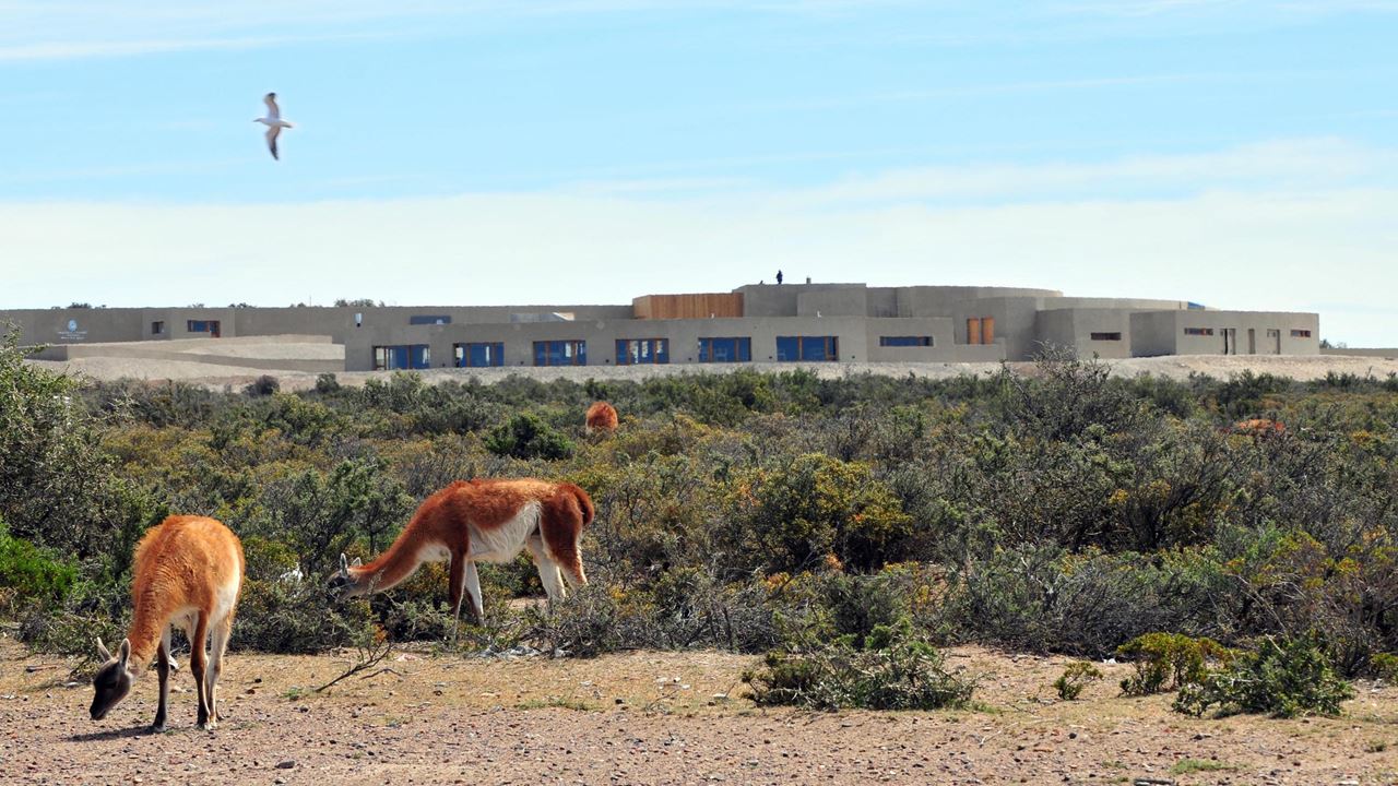 Pacote Clássico Puerto Madryn foto 4