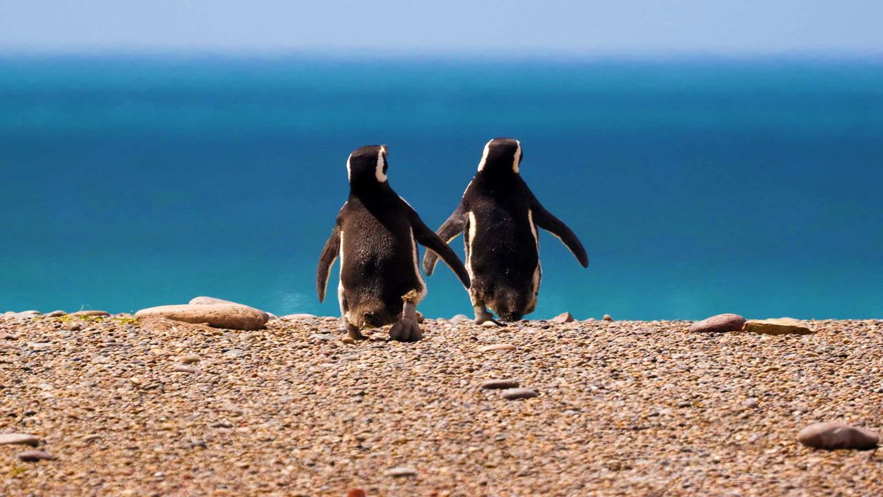 Pacote Clássico Puerto Madryn foto 5