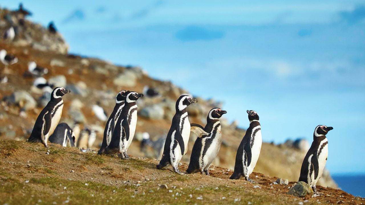 Magdalena Island Penguin Colony Navigation