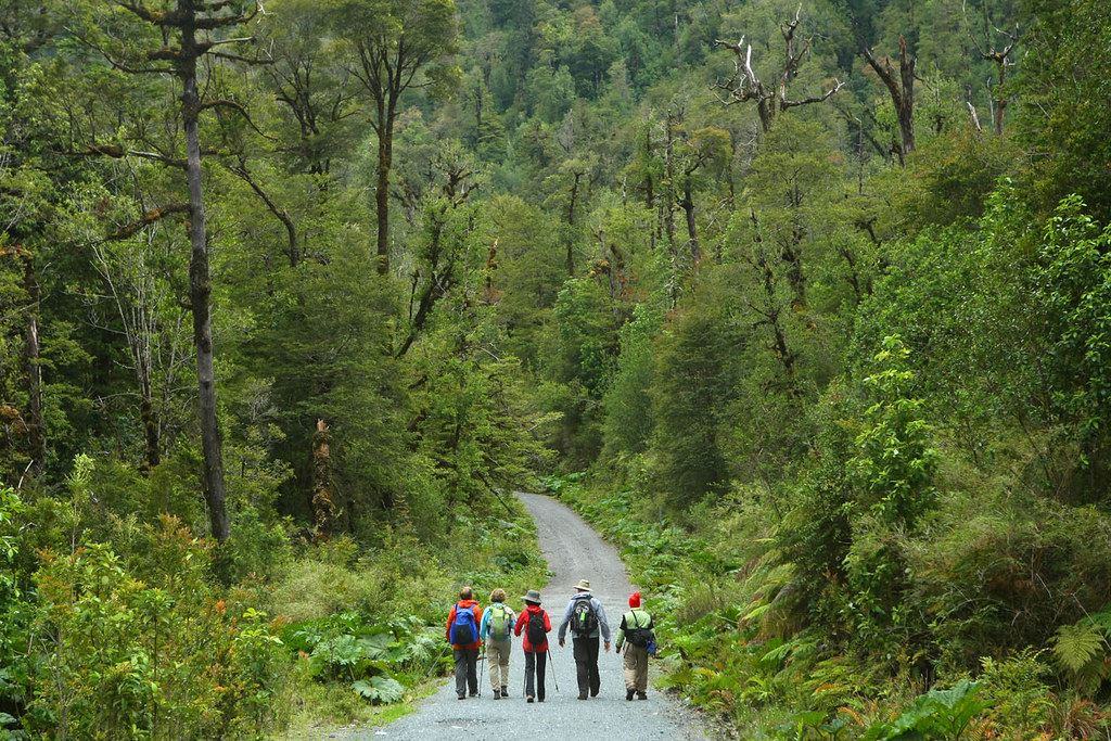 Alerce Ancestral Route And Chaiquenes Lagoon: Trek To The Alerce Andino National Park