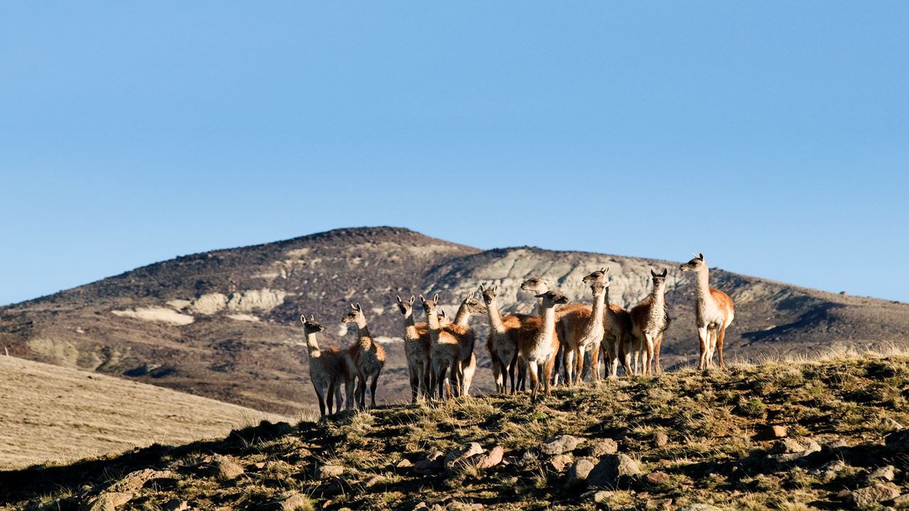 Safari Experience - Fauna Steppe
