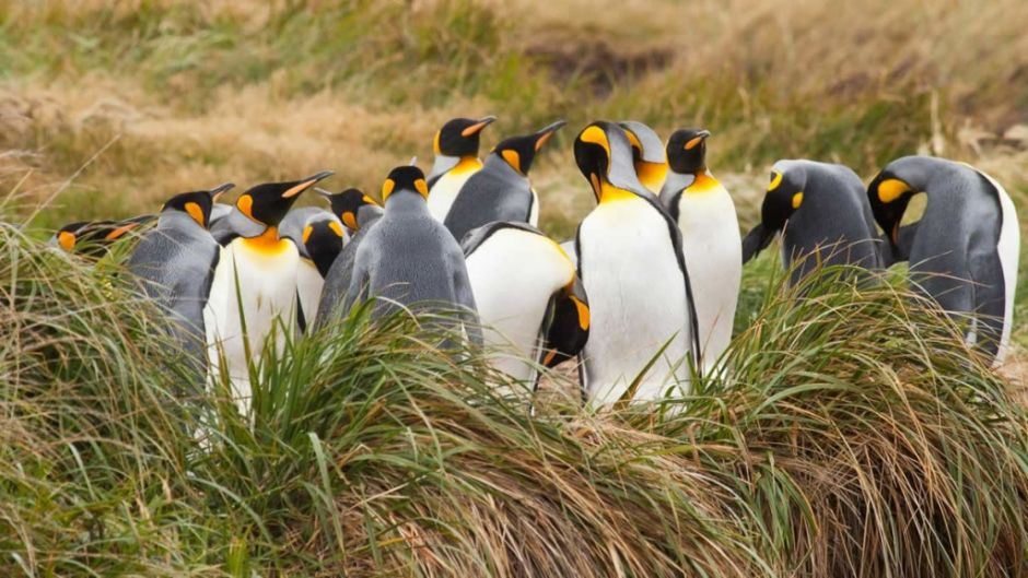 Full Day At King Penguin Park In Tierra Del Fuego