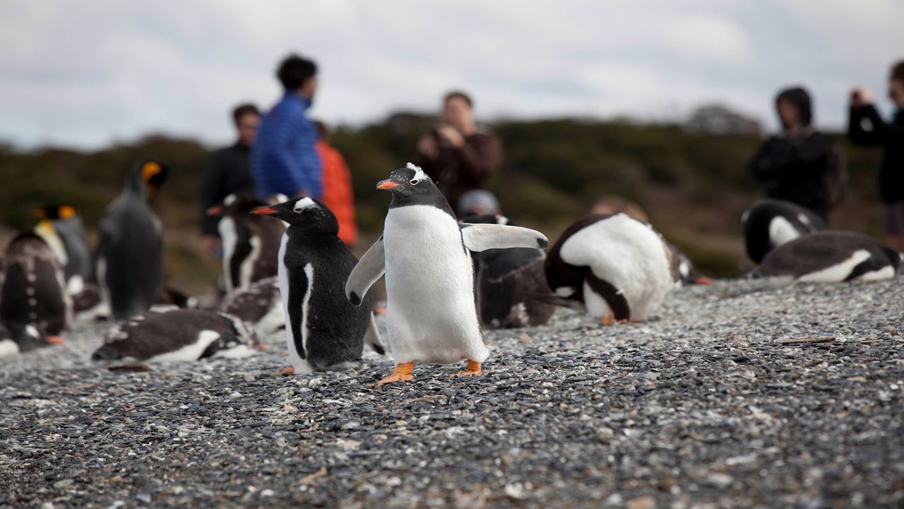Walking With Penguins On Martillo Island
